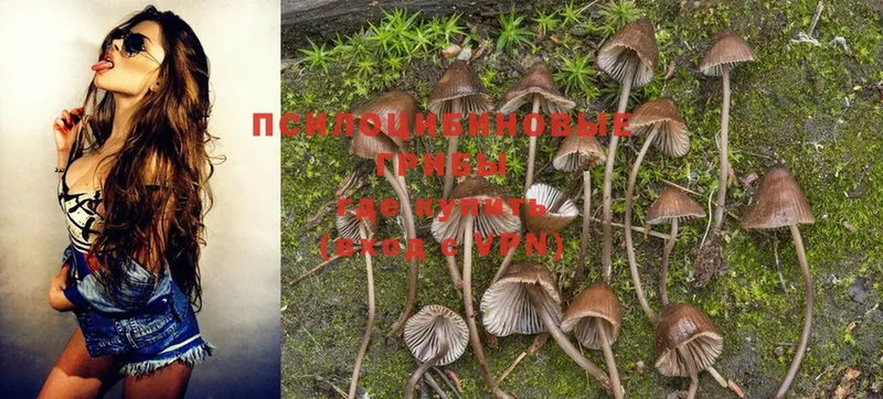 Псилоцибиновые грибы Psilocybine cubensis  Балашов 